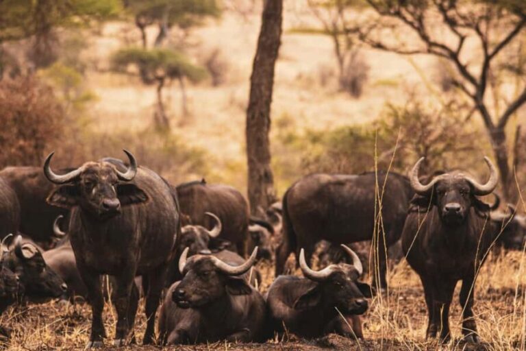 3 Days private Safari Tarangire Manyara & Ngorongoro Crater - An In-Depth Look at the 3-Day Safari Experience