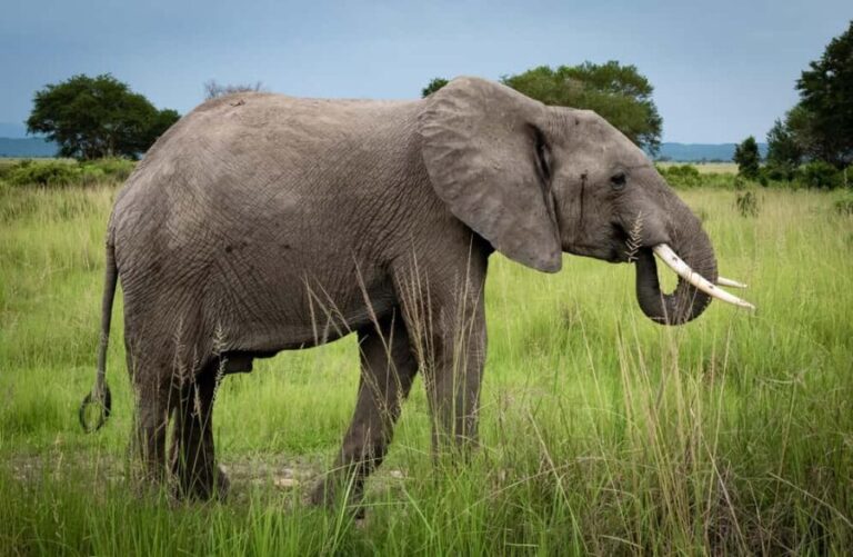 3 DAYS PRIVATE SAFARI TO MIKUMI NATIONAL PARK FROM ZANZIBAR - Authenticity and Wildlife Encounters