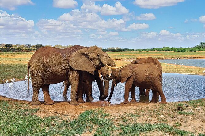 3 Days Private Safari Tsavo East and West Tour - Authenticity & Value