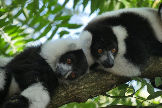 3 Days Private Tour in Lemur Territory in Andasibe - What Makes This Tour Stand Out?
