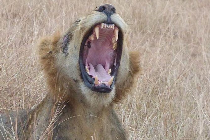 3 days Queen Elizabeth National Park Uganda Safari - Transport and Comfort: What to Expect