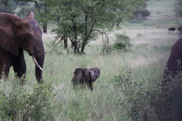 3-Days safari adventure to Mikumi N. Park from Dar-es-Salaam - What’s Included and What You Should Know