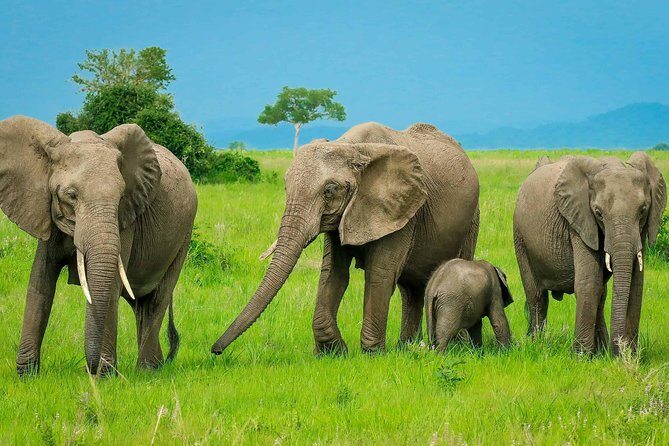 3 Days Safari at Mikumi National Park Southern circuit of Tanzania - Who Should Consider This Tour?