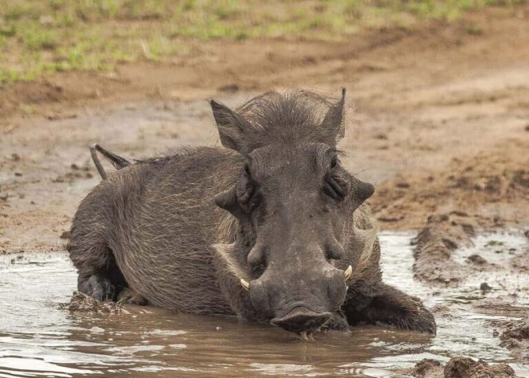 3-days safari from Dar-es-Salaam to Mikumi National Park - What Travelers Say and Why It Matters