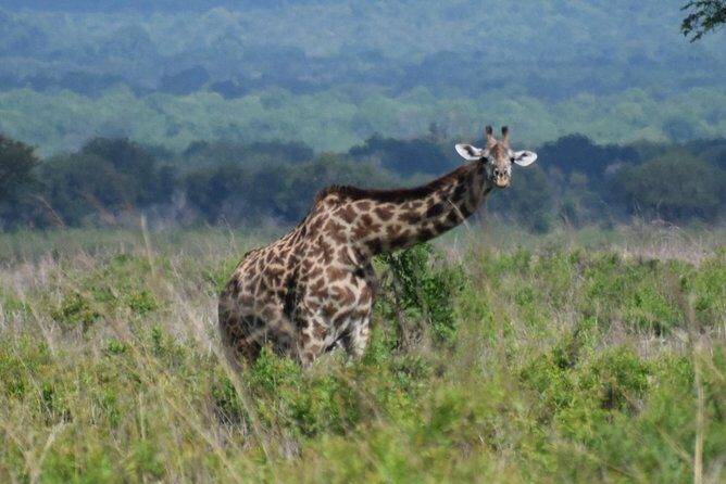 3 days safari to Mikumi and Udzungwa - FAQ