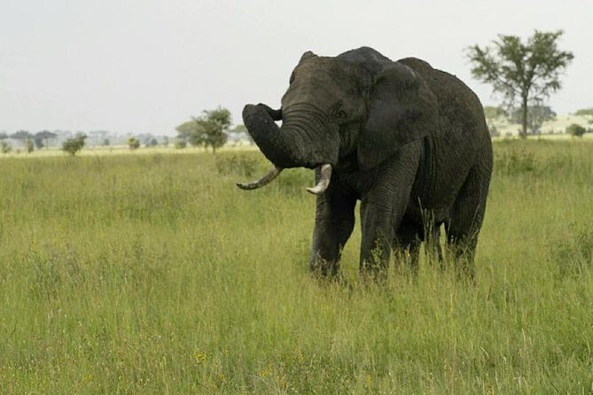 3 days safari to Mikumi national park - Key Points