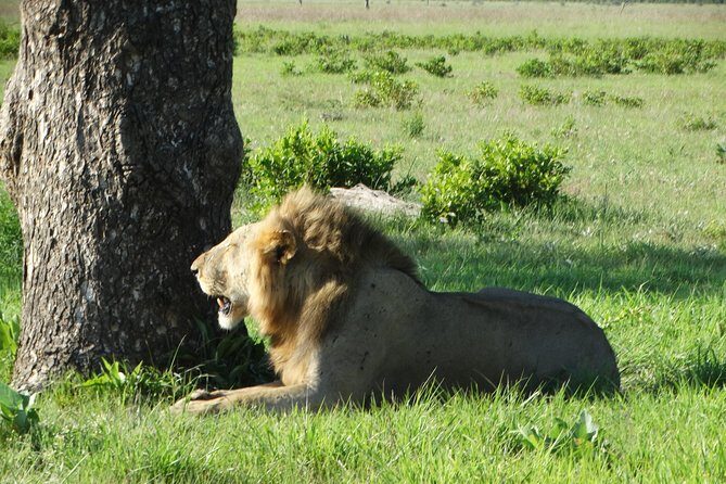 3 Days Safari to Mikumi NP - Accommodation Inside the Park - Practical Tips for Travelers