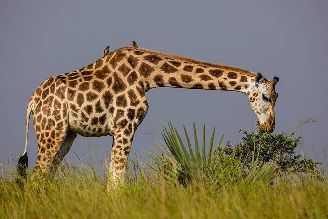 3-Days Safari to Murchison Falls National Park with Rhino Sanctuary hike - What Makes This Tour Stand Out?