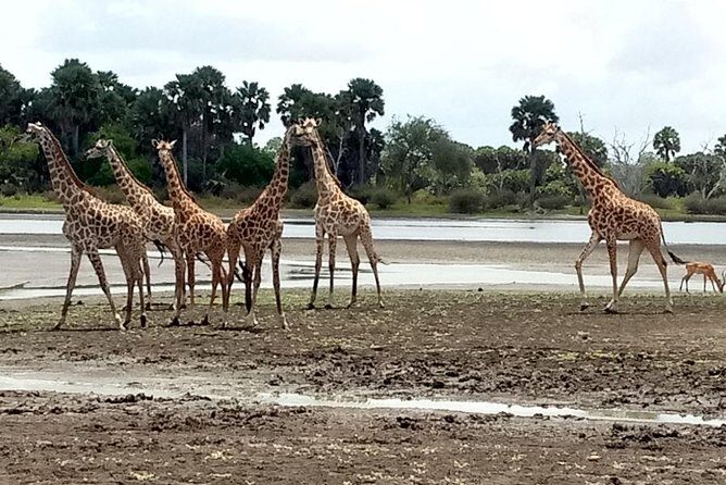 3 Days Safari to Nyerere National Park (Selous Game Reserve) - FAQs