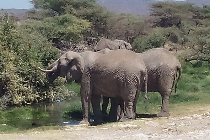 3 Days Safari to Samburu N/R and Ol Pejeta Conservancy.- Luxury. - What Makes This Safari a Good Deal?