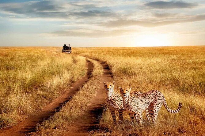 3 Days Safari to Serengeti National Park & Ngorongoro Crater in Tanzania - Practical Considerations