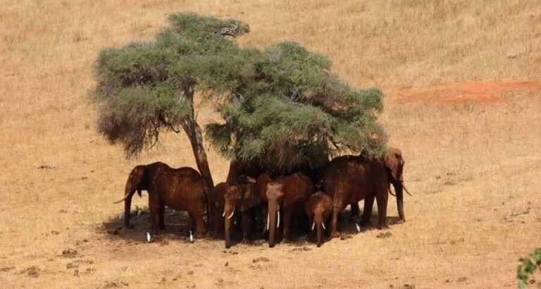 3 DAYS SAFARI TO TSAVO EAST AND WEST NATIONAL PARK - The Itinerary: A Day-by-Day Breakdown