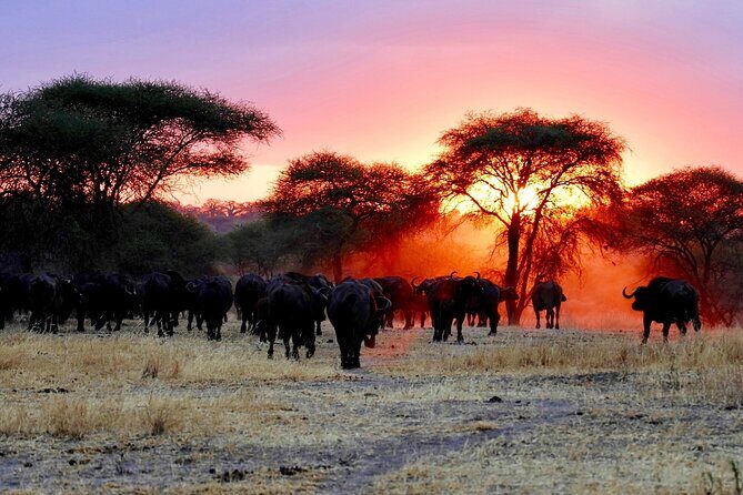 3 Days Safari Tour in Maasai Mara - What Past Travelers Say
