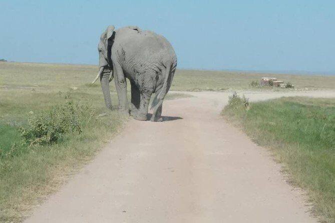 3 Days safari Tsavo East and Amboseli national park. - Why This Tour Gets Rave Reviews
