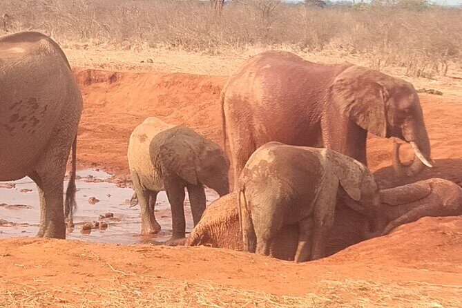 3 days safari Tsavo East and West - A Detailed Look at the 3-Day Tsavo Safari