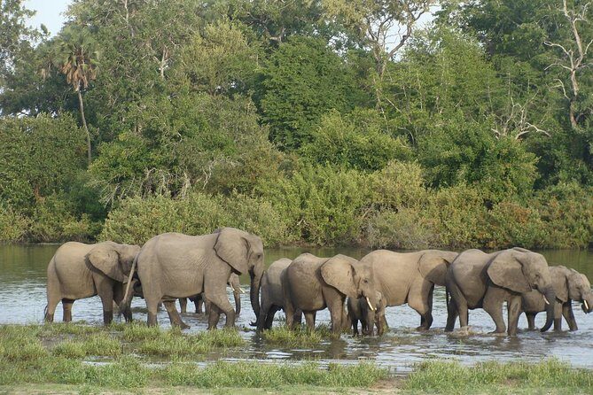3 Days Selous Game Reserve Fly From Zanzibar - In-Depth Look at the Tour Experience