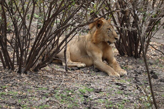 3 Days Selous (Nyerere National Park) - Authentic Moments and Genuine Reviews