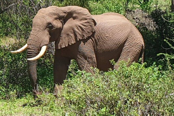 3 Days Serengeti National Park from Zanzibar - Transportation and Comfort