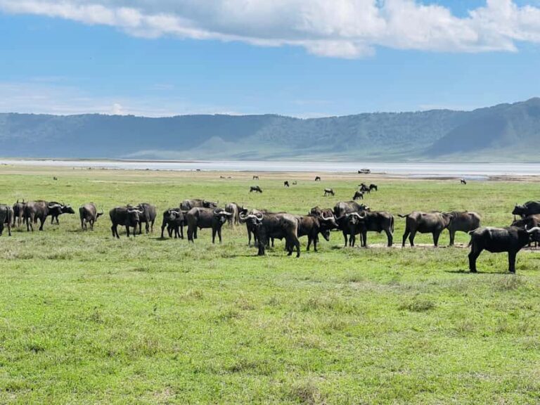 3 Days Serengeti Ngorongoro Group Joining Safari - Who Should Consider This Safari?