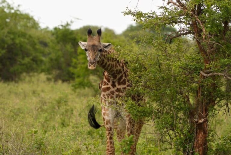 3 Days Serengeti & Ngorongoro Group Mid-range Safari - What You Can Expect in Terms of Comfort and Value