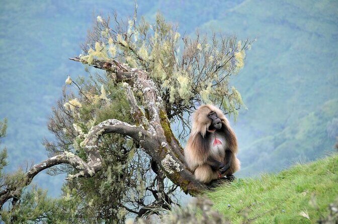 3 Days Simien Mountains Trekking - Unpacking the 3-Day Simien Mountains Trekking Tour