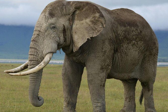 3 Days Tarangire , Ngorongoro Crater & Manyara From Zanzibar - Exploring the Itinerary in Detail