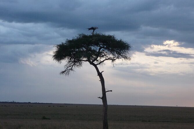 3 Days to Maasai Mara N/R. - What Sets This Tour Apart?