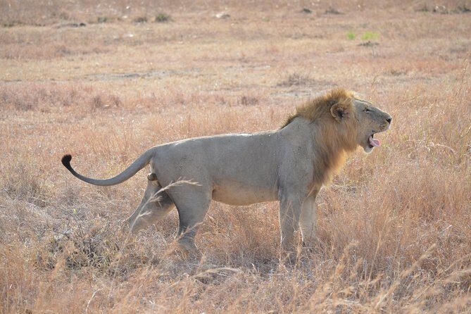 3 Days to Mikumi National Park From Dar es salaam - What Sets This Tour Apart?