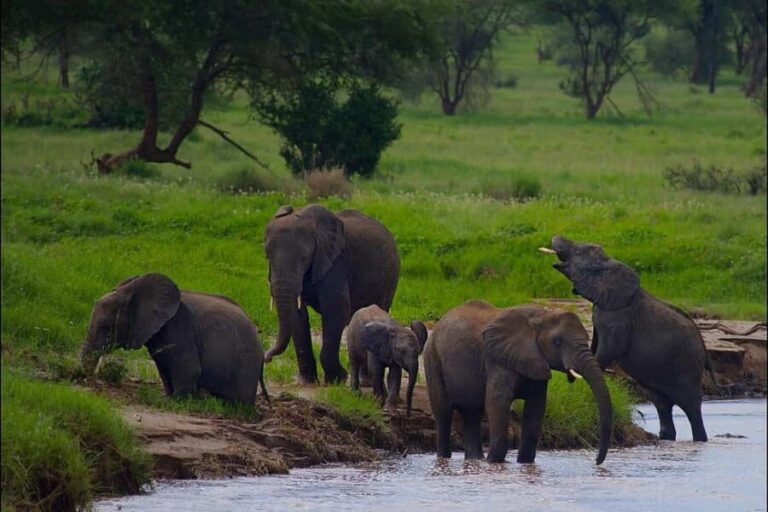 3-Days to Mikumi Park & Chizua waterfalls from Dar-es-Salaam - Practical Details & Value