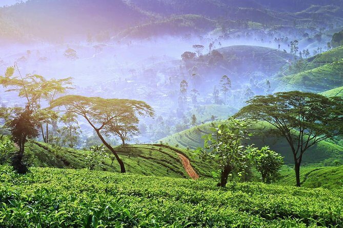 3 Days Tour of Ella, Nuwara Eliya and Haputale - Practical Details and Value