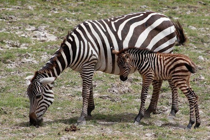 3 Days Tsavo East & Amboseli (2 Nights) - Detailed Breakdown of the Safari Experience