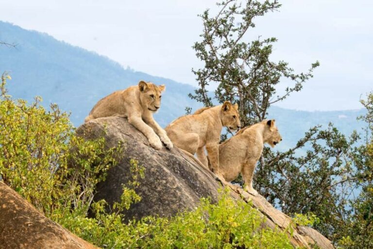 3 DAYS TSAVO EAST- AMBOSELI PARKS FROM MOMBASA/DIANI - What Sets This Tour Apart