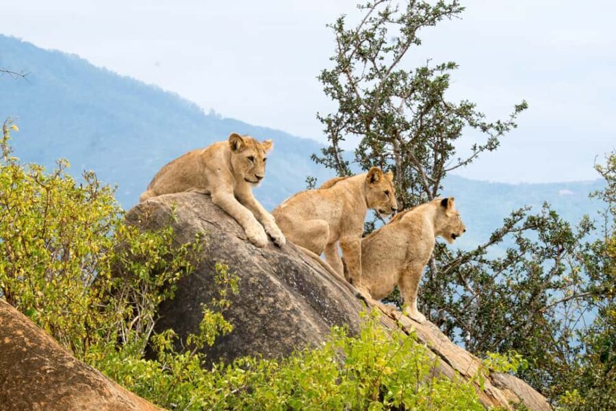 3 DAYS TSAVO EAST- AMBOSELI PARKS FROM MOMBASA/DIANI - What Sets This Tour Apart