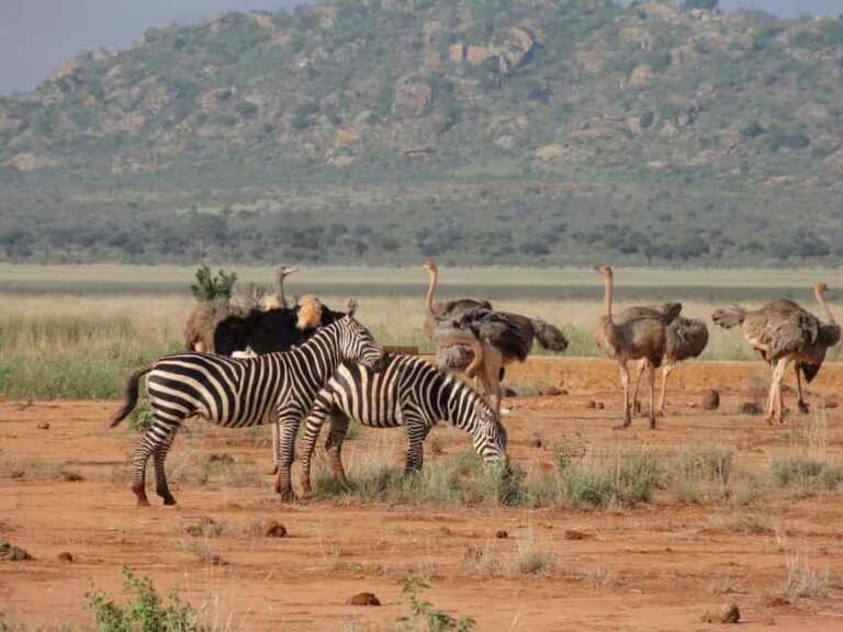 3 days Tsavo East and Amboseli safari from Diani/Mombasa - FAQ