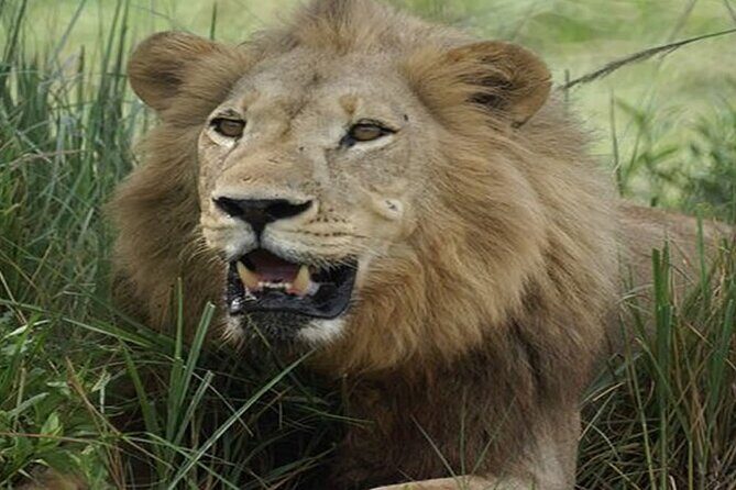 3 Days Tsavo East & West Safari from Diani Beach Mombasa - Authentic Experiences & What Travelers Say