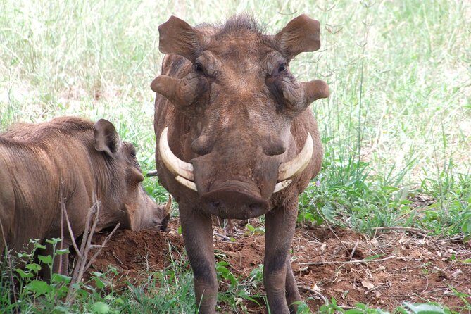3 Days Tsavo East & West starting from Mombasa. - The Practicalities