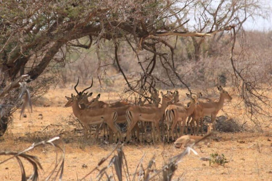3 Days Tsavo West Park from Nairobi - The Practicalities: What’s Included and What to Consider