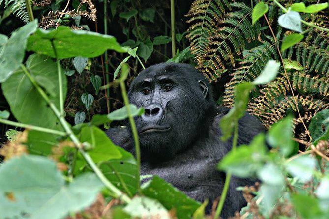 3 days Uganda Gorilla safari tour with relaxation on Lake Bunyonyi - What We Loved About This Tour