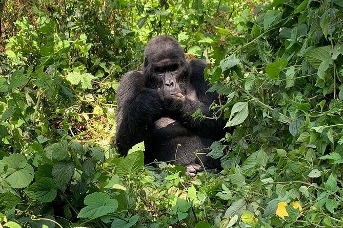 3 Days Uganda Gorilla trek Safari Tour - The Gorilla Trek: The Main Event