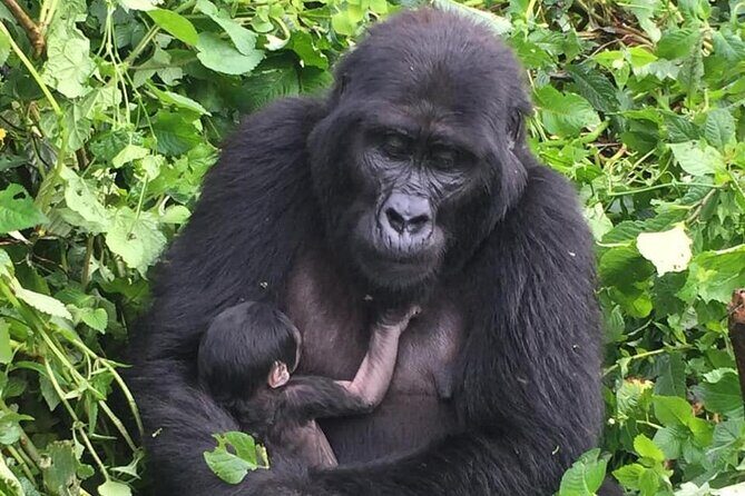 3 Days Uganda Gorilla Trekking Safari - Transportation, Guides & Group Size