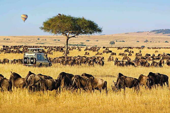 3 Days Unforgettable Masai Mara Safari Tour - Who Will Love This Safari?