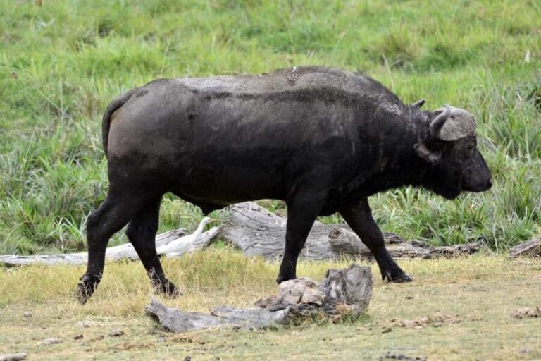 3-days unforgettable memory from Dar-es-Salaam to Mikumi NP - An In-Depth Look at the Mikumi Safari Experience