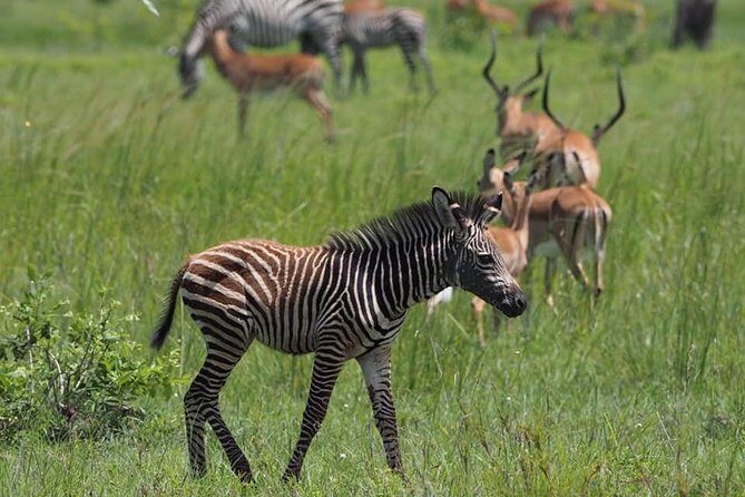 3 Days Unique safari Selous Game Reserve Tanzania - The Sum Up