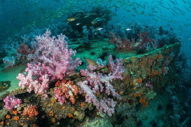 3 Fun Dives King Cruiser Wreck and Koh DokMai for Certified diver - Koh Doc Mai: A Peaceful Reef Sanctuary