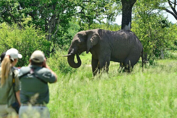 3 Hour Game Drive in Mosi-Oa-Tunya National Park - Authentic Experiences and Top-Rated Guides
