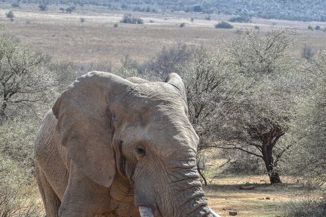 3 Hour Pilanesberg Afternoon Open Vehicle safari drive (Self drive) - Authentic Encounters & Reviews