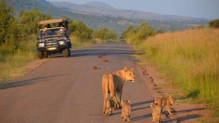 3-Hour Private Game Drive in Pilanesberg National Park - Setting the Scene: From Sun City to Pilanesberg