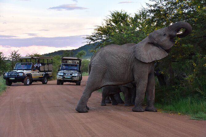 3-Hour Private Game Drive of Pilanesberg National Park - Exploring the Itinerary in Detail