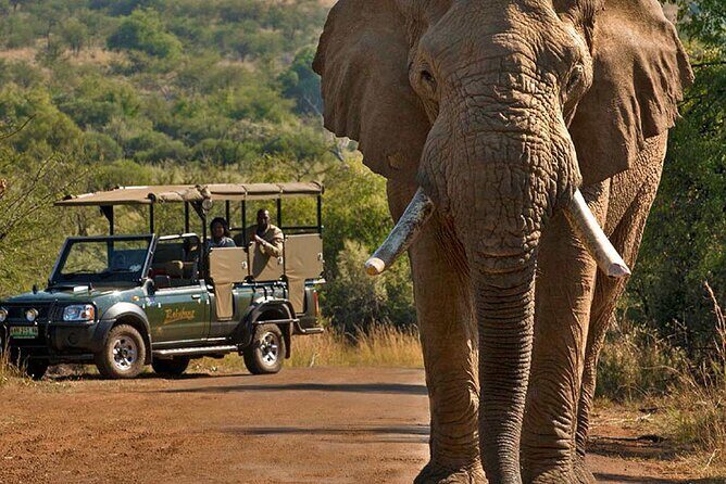 3-Hour Safari Tour in Pilanesberg National Park - Practical Tips for Participants