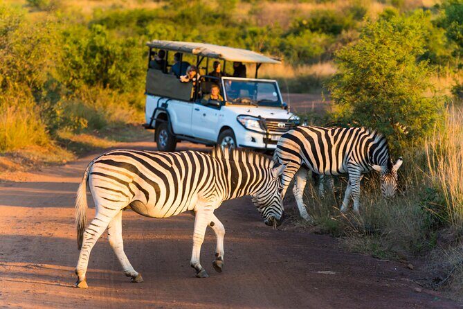 3-Hour Scheduled Safari Game Drive in Pilanesberg National Park - The Sum Up